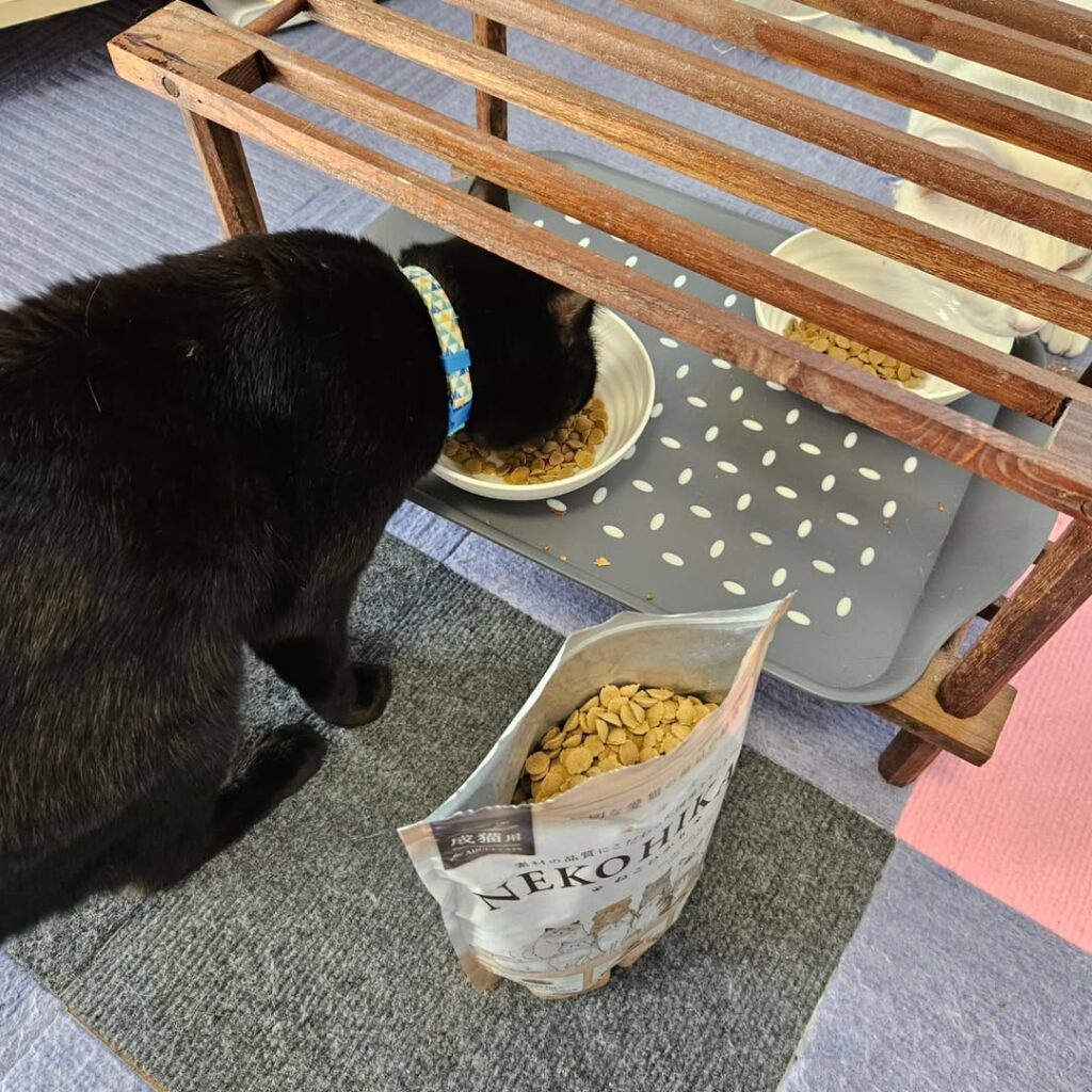 ねこひかり